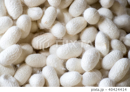 Closed up of group white cocoon of silk worm Closed up of group white cocoon of silk worm 40424414