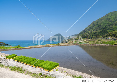 袖志の棚田 40424952