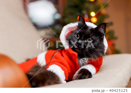 Photo of New Year's cat in Santa's costume 40425125