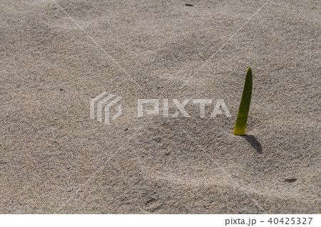 Young small fresh green sprout in a sand 40425327