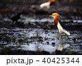 Javan pond heron 40425344