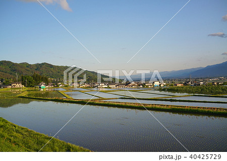 夕陽に染まる田園風景 安曇野 北安曇郡池田町 夕陽に染まる田園風景 安曇野 北安曇郡池田町 40425729