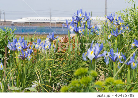 アヤメの花と東海道新幹線 40425788