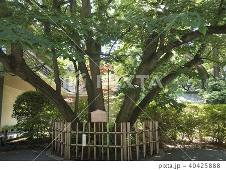 大宮八幡宮の菩提樹(東京都杉並区) 大宮八幡宮の菩提樹(東京都杉並区) 40425888
