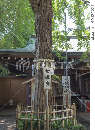 大宮八幡宮の女銀杏(東京都杉並区) 大宮八幡宮の女銀杏(東京都杉並区) 40426021