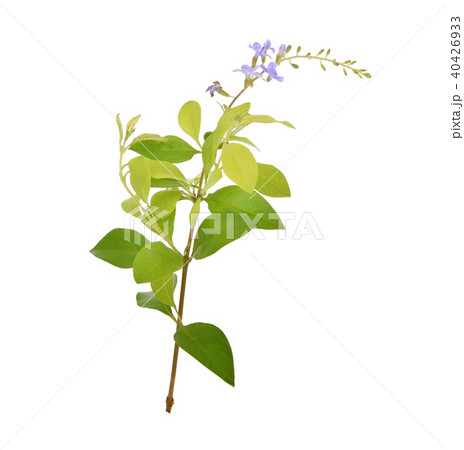Duranta repens . isolated on white backgroound 40426933