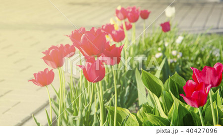 many beautiful red tulips in the backlight 40427096