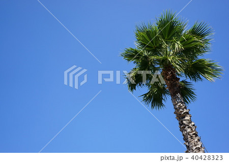 新緑と青空 40428323