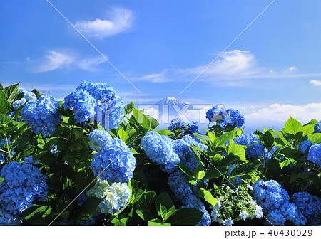 アジサイと富士山-2728 アジサイと富士山-2728 40430029