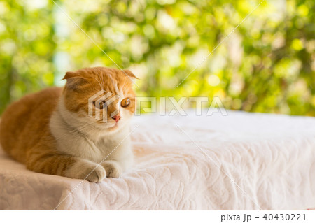 scottish fold cat, beautiful kitten scottish fold cat, beautiful kitten 40430221