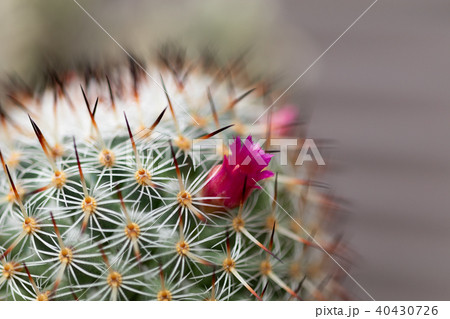 サボテン 40430726