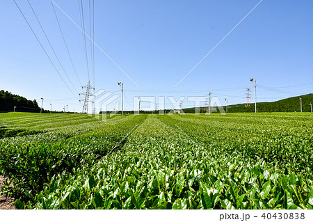 茶畑　「追憶」　「純愛」　Tea field Background of Mt. Aso 40430838