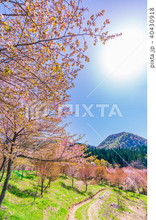 日本の春 裏磐梯・桜峠の風景 40430918