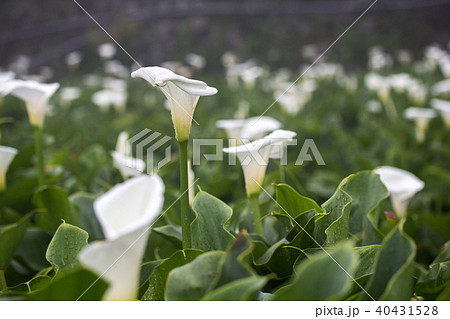 陽明山 クワズイモ 花 40431528