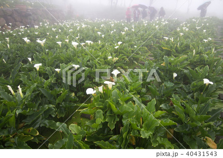 陽明山 クワズイモ 花 40431543