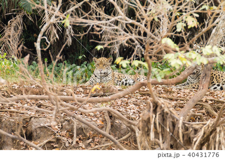 Jaguar from Pantanal, Brazil 40431776