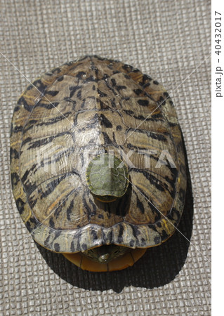 大小のミドリガメ 40432017