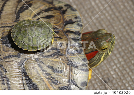 大小のミドリガメ 40432020