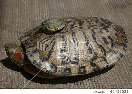 大小のミドリガメ 大小のミドリガメ 40432021