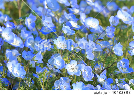 ネモフィラ　チューリップ　海浜公園 40432398