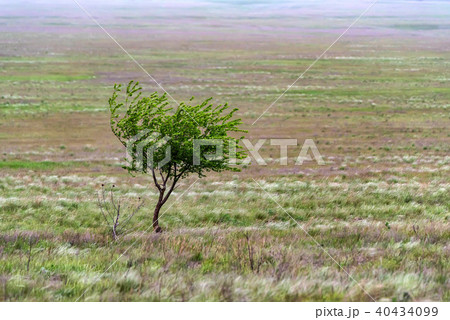 Lonely tree in steppe beautiful landscape 40434099