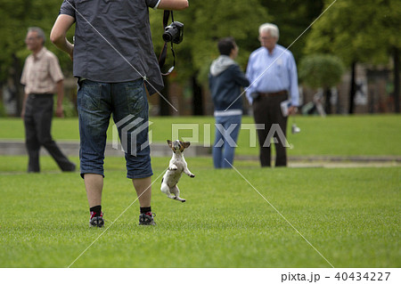 BERLIN, GERMANY - JUNE 11, 2913: Nice scene from the city life of Berlin. A little dog plays with BERLIN, GERMANY - JUNE 11, 2913: Nice scene from the city life of Berlin. A little dog plays with 40434227
