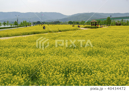 菜種畑 漢江市民公園 韓国 40434472