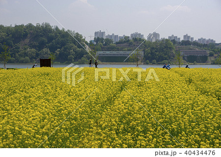 菜種畑 漢江市民公園 韓国 40434476
