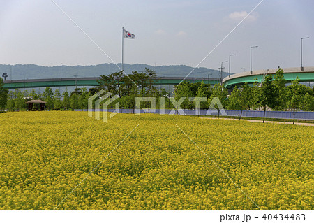 菜種畑 漢江市民公園 空 40434483