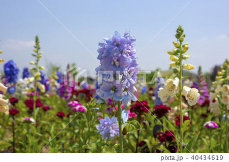 漢江市民公園 九里市 花 40434619