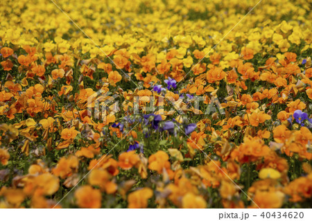 漢江市民公園 花 植物 40434620