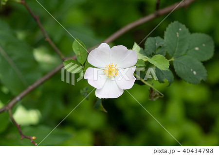 白い一重咲きのばらの花のアップの写真素材