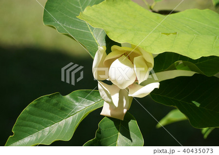 ウケザキオオヤマレンゲ 40435073