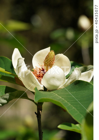 ウケザキオオヤマレンゲ 40435077