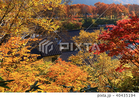 八甲田山 酸ヶ湯の紅葉 八甲田山 酸ヶ湯の紅葉 40435194