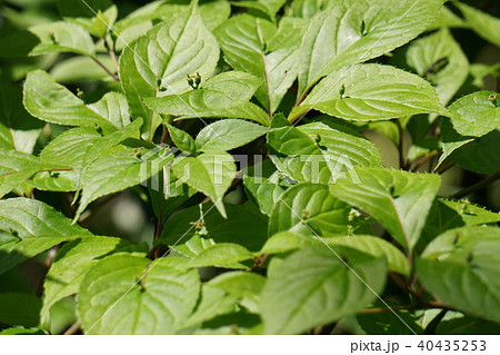 ハナイカダ 40435253