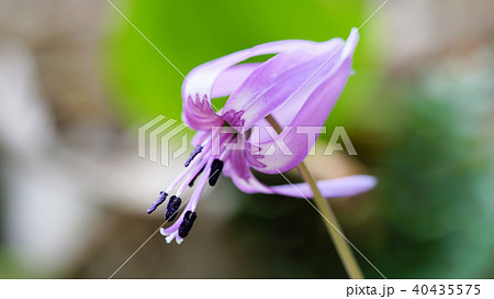 カタクリの花 40435575