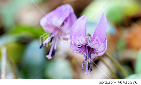 カタクリの花 40435576