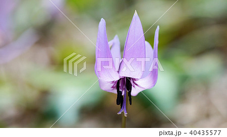 カタクリの花 40435577