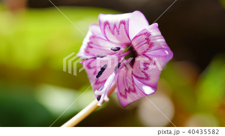 カタクリの花 40435582