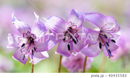 カタクリの花 40435583