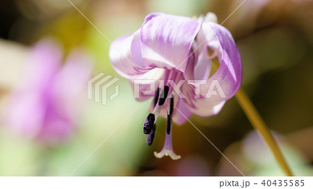 カタクリの花 カタクリの花 40435585
