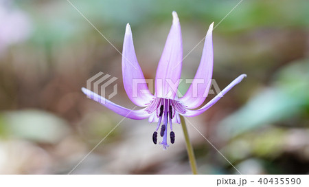 カタクリの花 40435590
