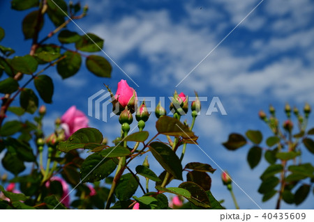 バラ、ガーデニングイメージ素材、庭の薔薇、蕾 40435609