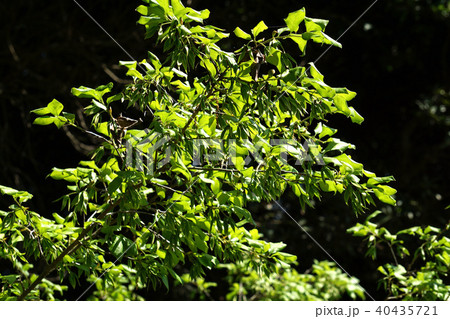 ツクバネガキ・花後 ツクバネガキ・花後 40435721