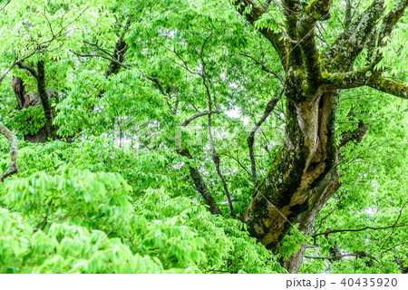 新緑イメージ　野間の大けやき 40435920