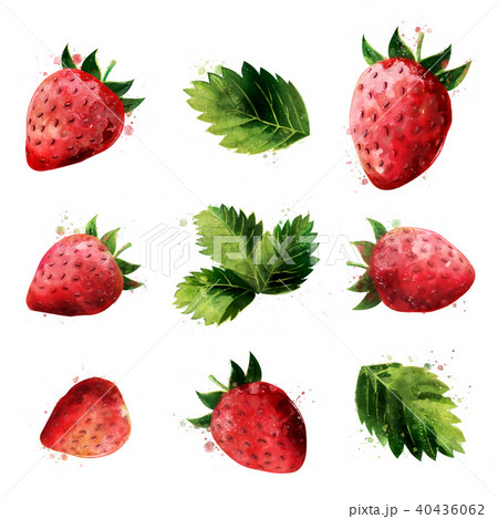 Strawberry on white background. Watercolor illustration 40436062