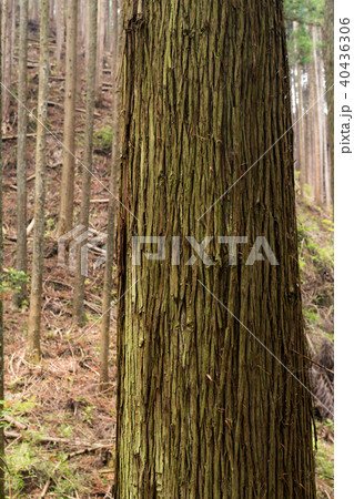 苔むした大木 苔むした大木 40436306