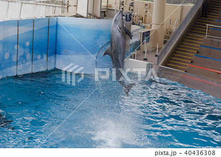 海豚 ジャンプ イルカショー 水族館の写真素材