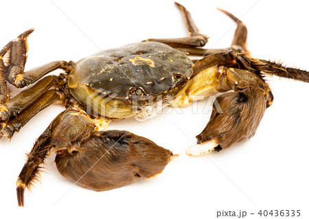 モクズガニ 40436335